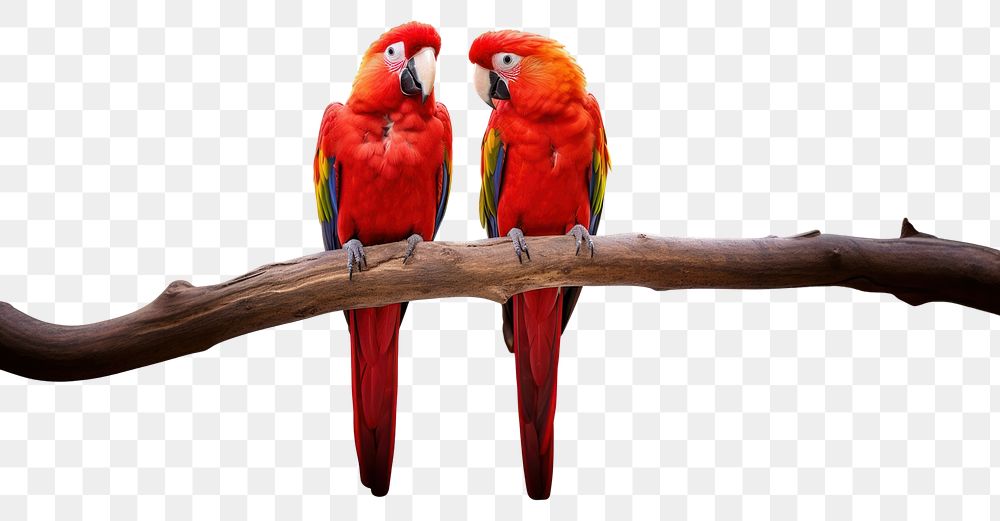 PNG Couple red parrot animal branch bird. AI generated Image by rawpixel.