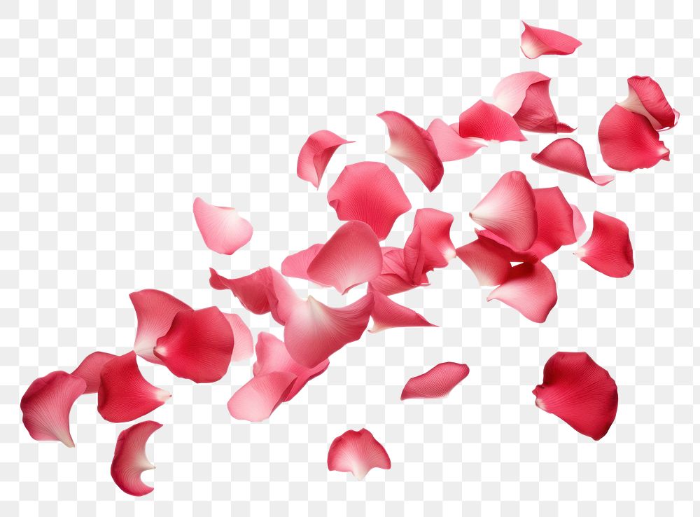 PNG Falling rose petals flower plant white background. AI generated Image by rawpixel.