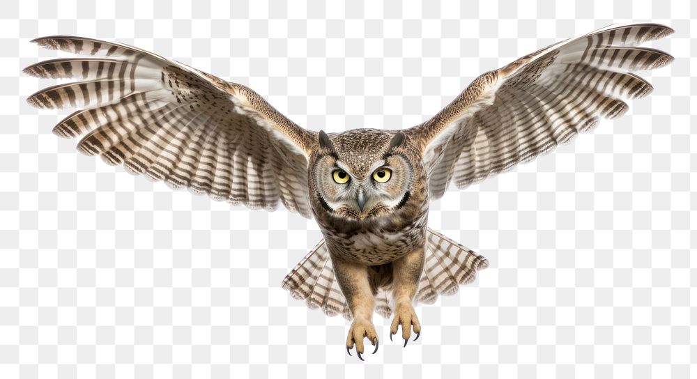 PNG  Owl owl animal flying. AI generated Image by rawpixel.