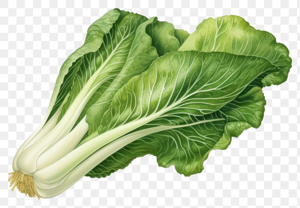 PNG Vintage Bok Choy vegetable plant. AI generated Image by rawpixel.
