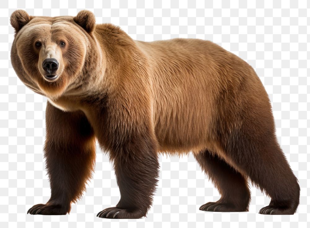 PNG Brown bear wildlife standing mammal. AI generated Image by rawpixel.