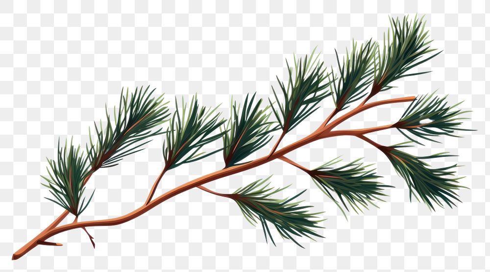 PNG Pine branch plant tree fir. AI generated Image by rawpixel.