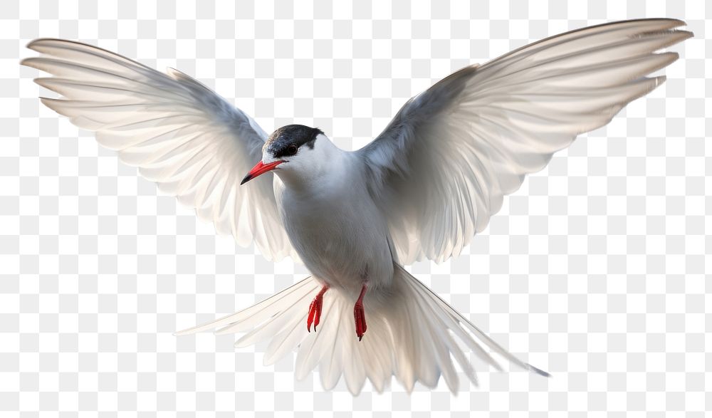 PNG Flying arctic tern animal white bird. AI generated Image by rawpixel.