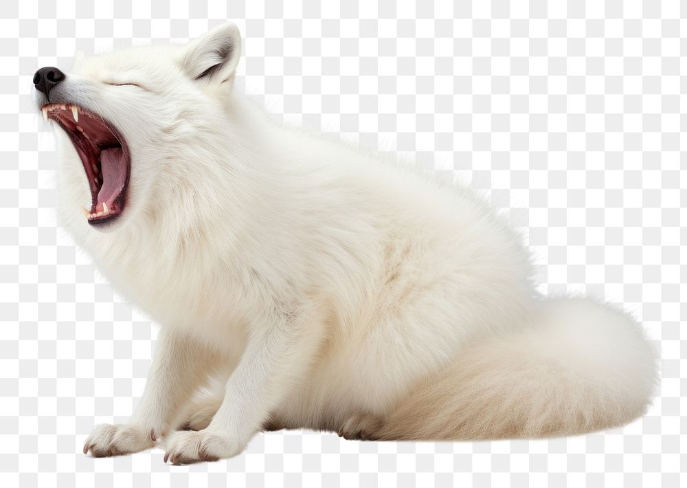 PNG Yawning artic fox wildlife mammal animal. AI generated Image by rawpixel.
