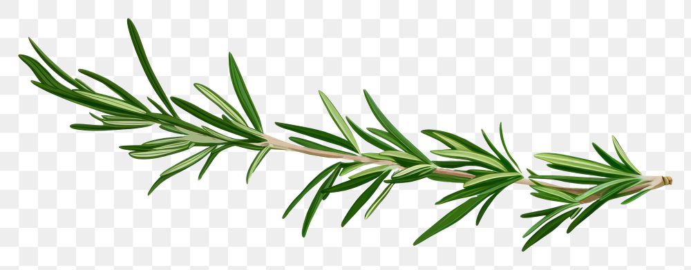 PNG Plant herbs leaf rosemary. AI generated Image by rawpixel.