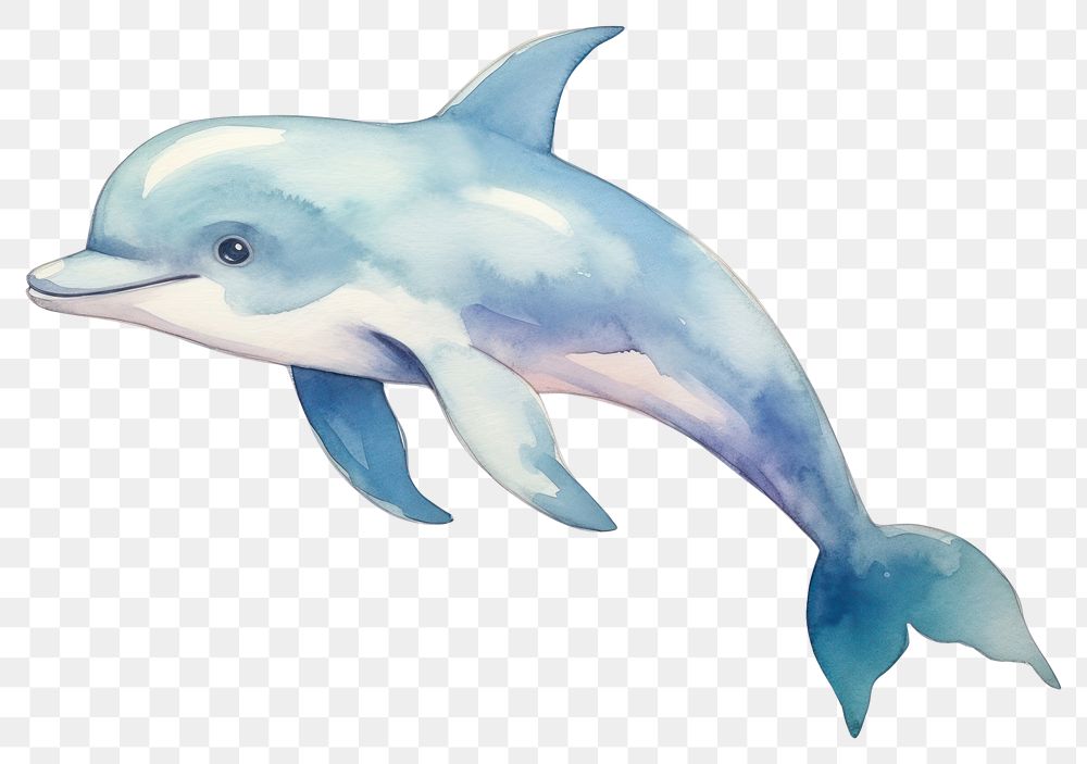 PNG Baby dolphin study animal mammal fish. 