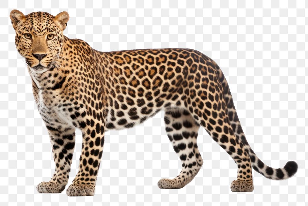 PNG African leopard wildlife cheetah animal. AI generated Image by rawpixel.