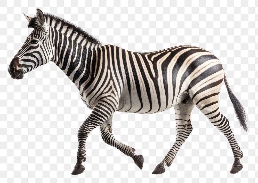 PNG Running zebra wildlife animal mammal. AI generated Image by rawpixel.