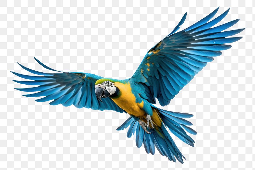 PNG Parrot animal flying bird