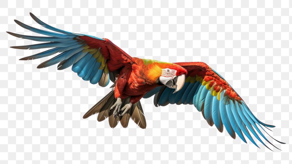 PNG Parrot parrot animal flying. AI generated Image by rawpixel.