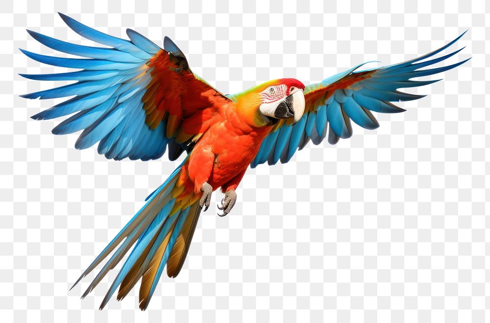 PNG Parrot parrot animal flying. AI generated Image by rawpixel.