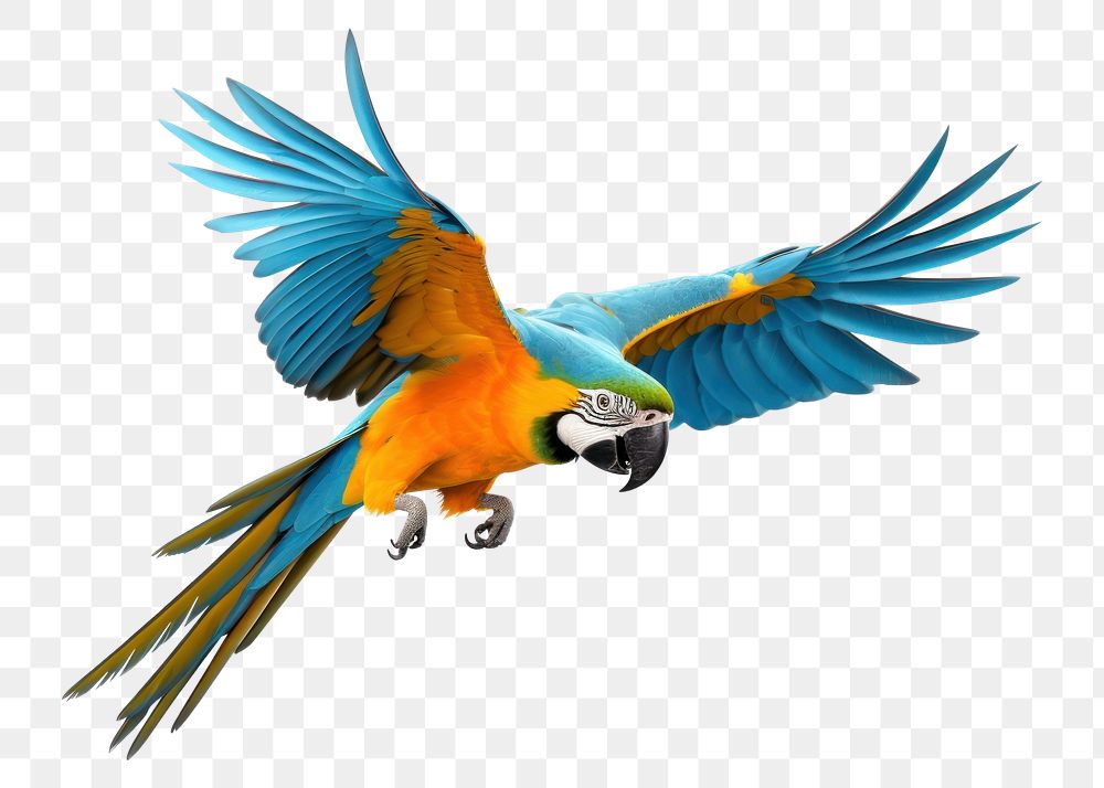PNG Parrot parrot animal flying