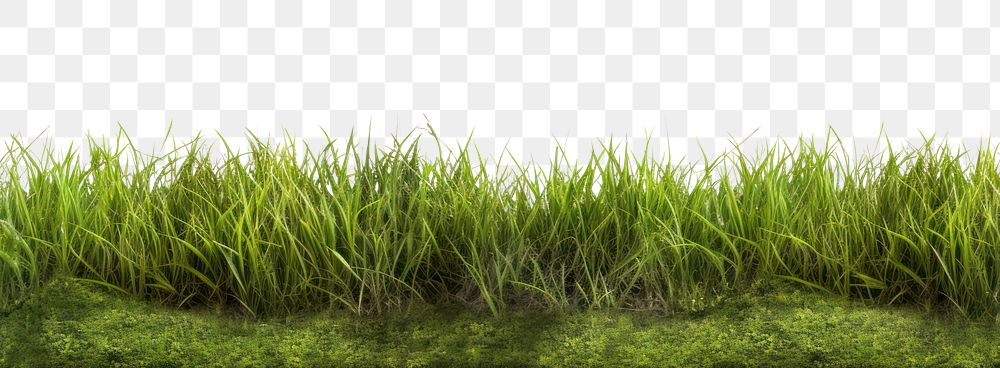 PNG Realistic grassfield outdoors plant green