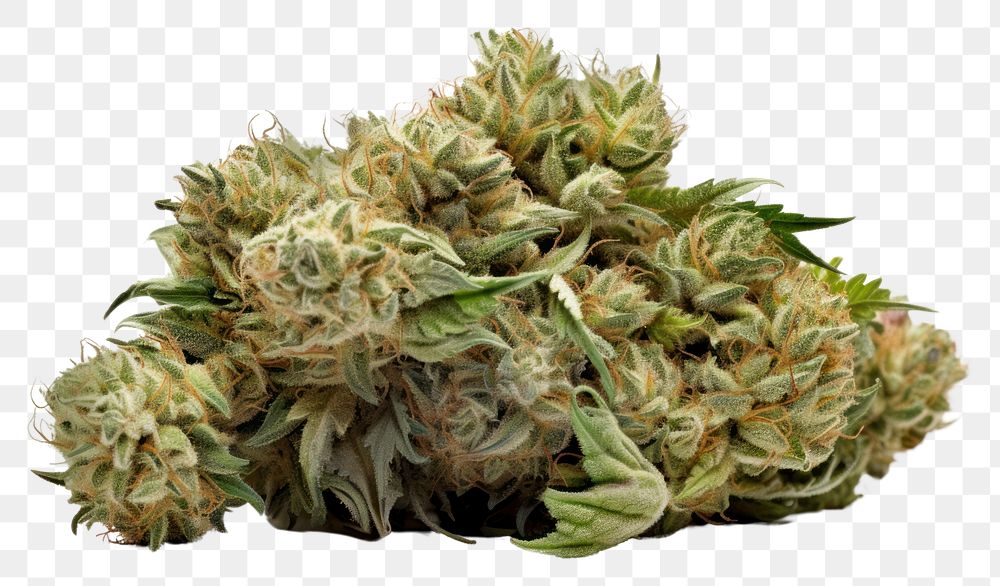 PNG  Marijuana plant leaf bud. AI generated Image by rawpixel.
