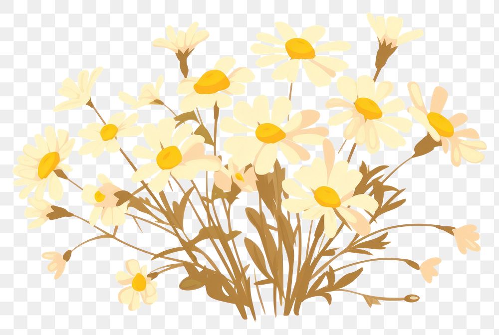 PNG Spring chamomile blooming flowers petal plant white. 