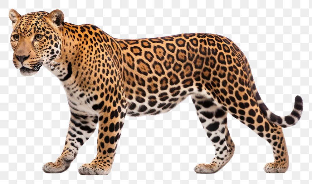 PNG Jaguar wildlife leopard cheetah. AI generated Image by rawpixel.
