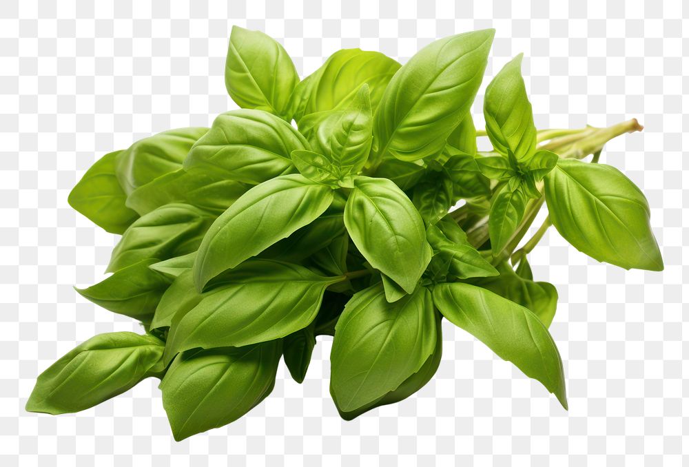 PNG  Thai basil plant herbs leaf. AI generated Image by rawpixel.