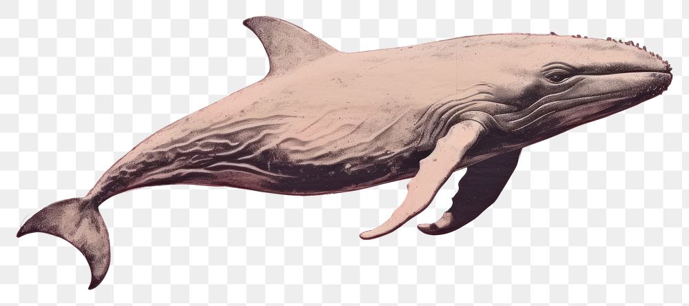 PNG Pink whale painting dolphin animal. 