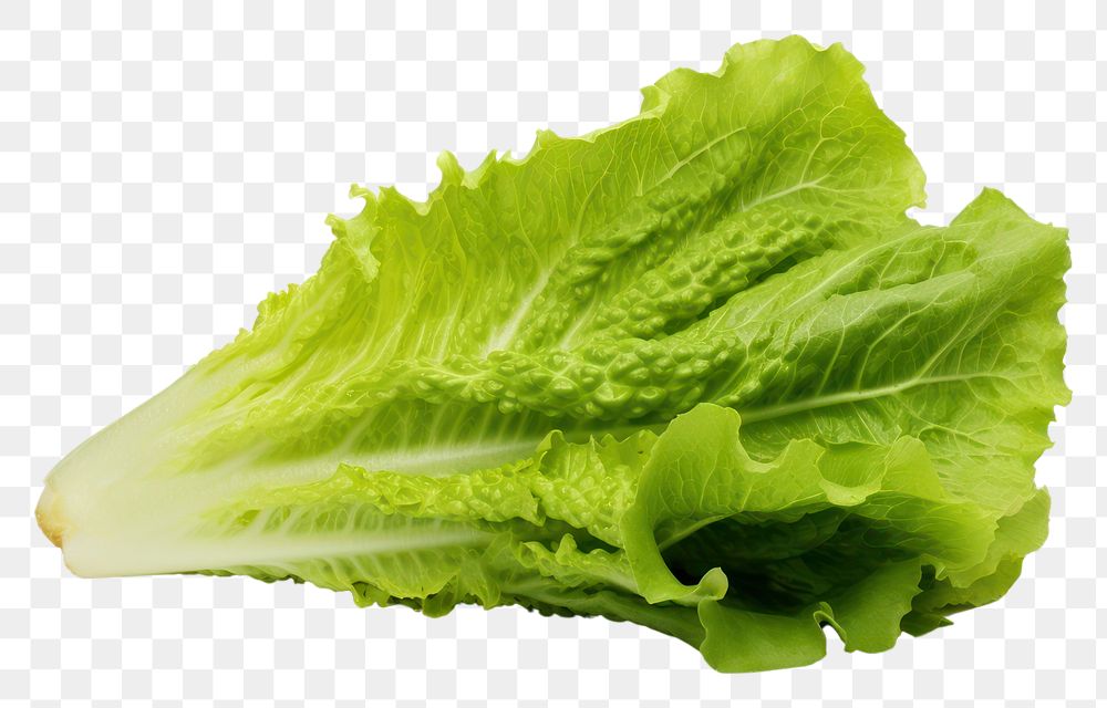 PNG Lettuce lettuce vegetable plant. AI generated Image by rawpixel.