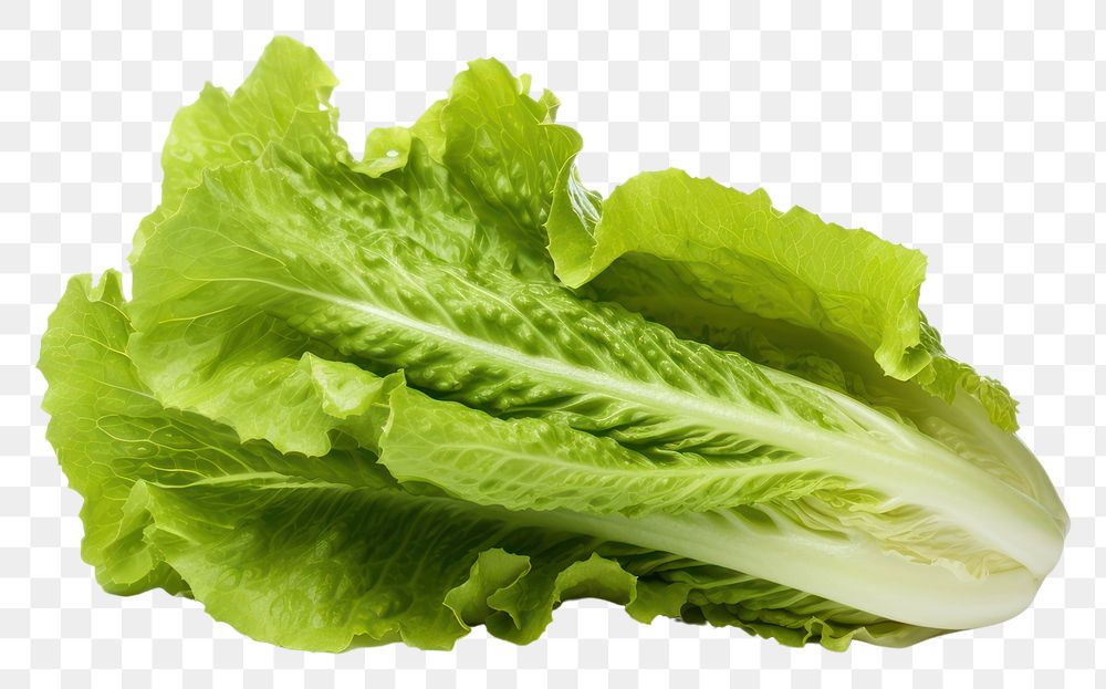 PNG Lettuce lettuce vegetable plant. AI generated Image by rawpixel.