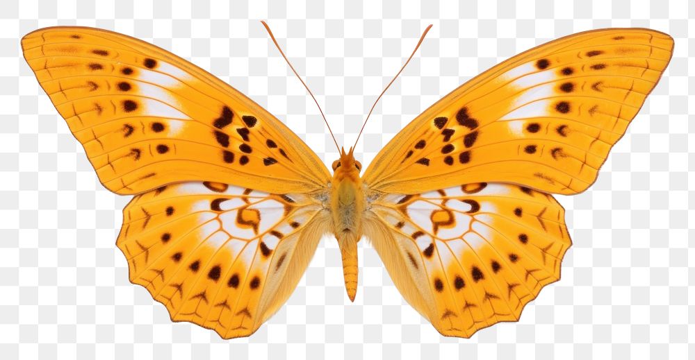 PNG  Moth-butterflies butterfly animal insect. AI generated Image by rawpixel.