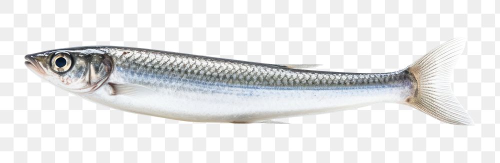 PNG  Fish seafood sardine animal. AI generated Image by rawpixel.
