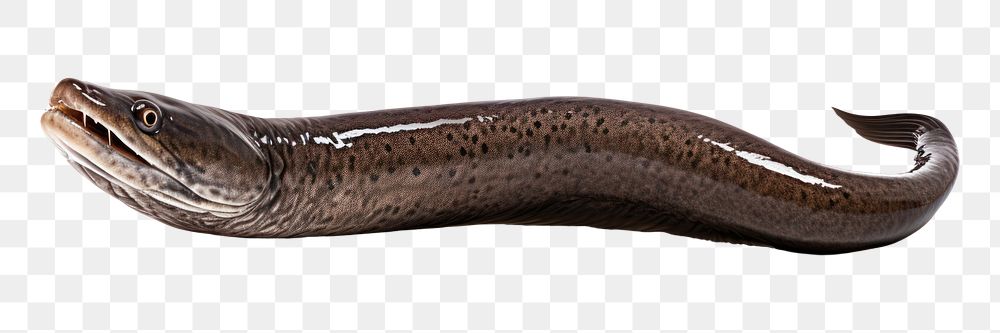 PNG  Eel reptile animal snake. AI generated Image by rawpixel.