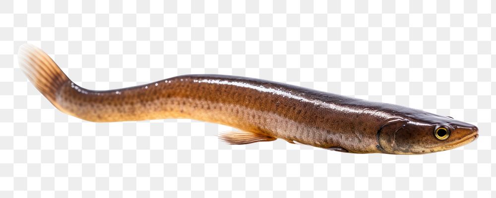 PNG  Eel fish animal white background. AI generated Image by rawpixel.