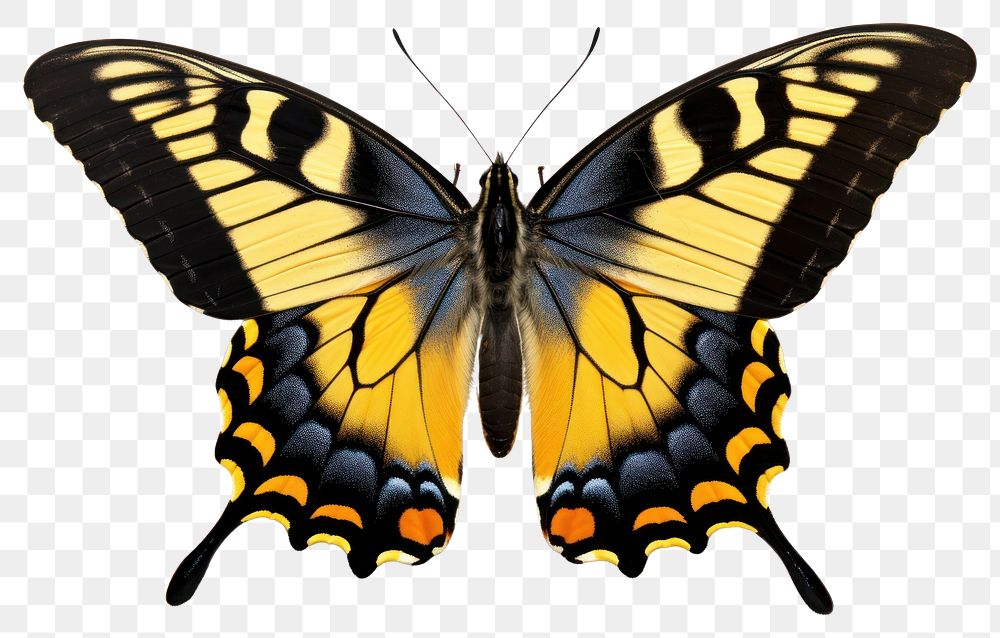 PNG  Butterfly animal insect white background. AI generated Image by rawpixel.