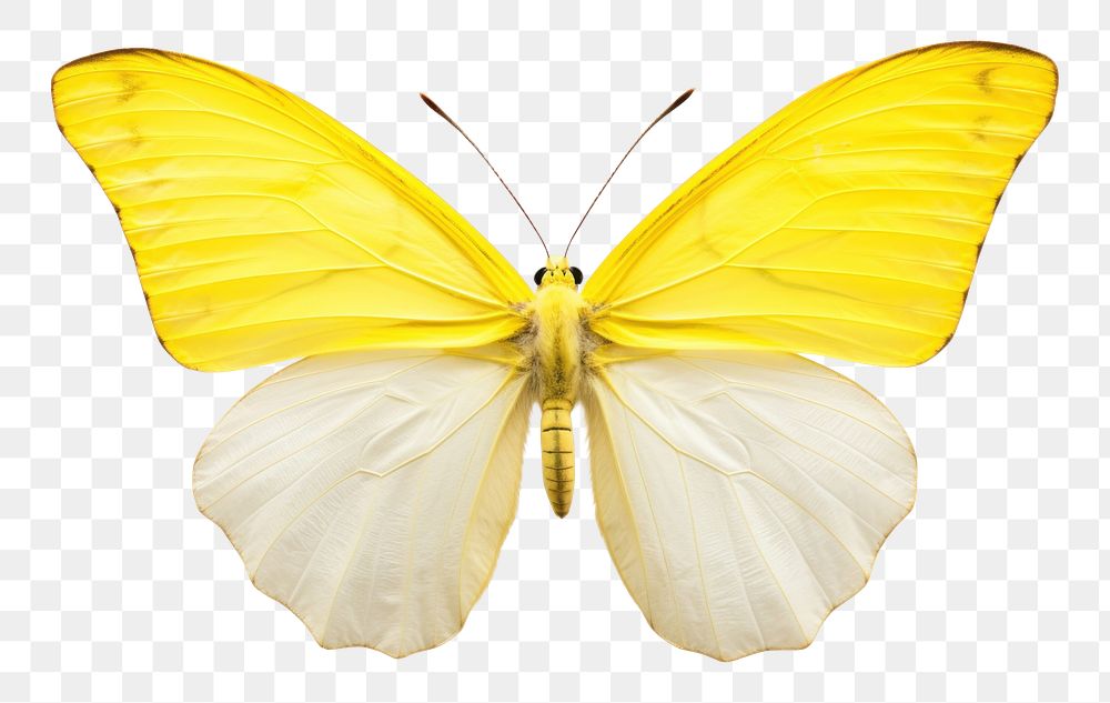 PNG Butterfly animal insect  