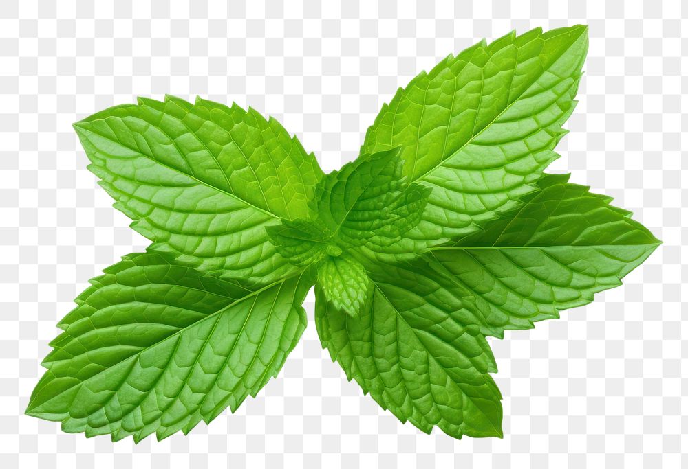 PNG  Mint leaf plant herbs white background. AI generated Image by rawpixel.
