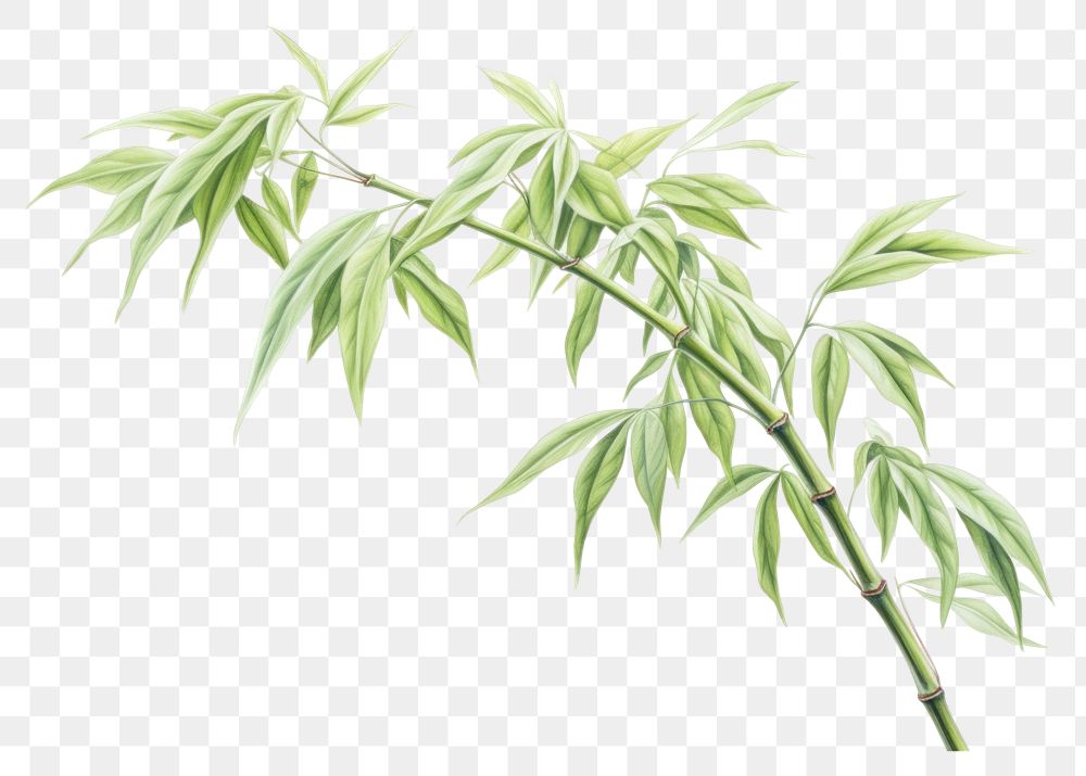 PNG Bamboo tree plant leaf white background. AI generated Image by rawpixel.