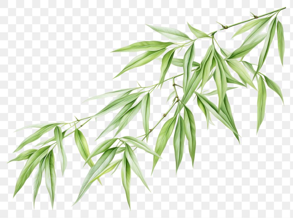 PNG Bamboo tree plant leaf white background. AI generated Image by rawpixel.