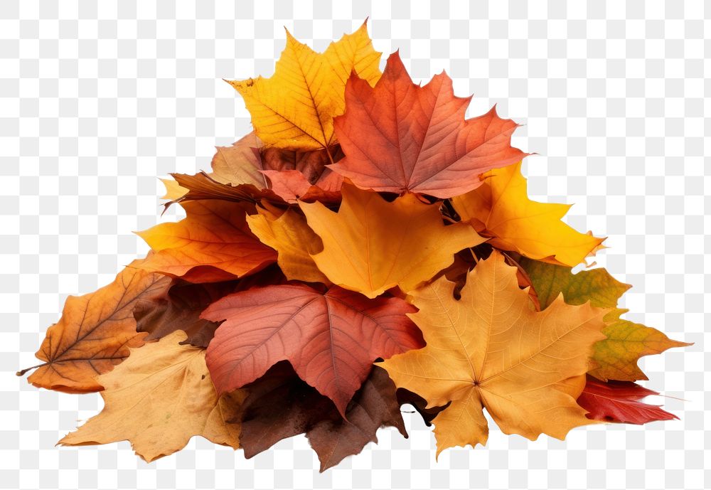 PNG  Autumn leaves maple plant leaf. AI generated Image by rawpixel.