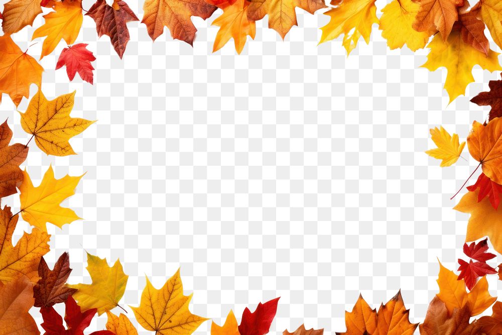 PNG Fall autumn leaves frame backgrounds maple plant. 