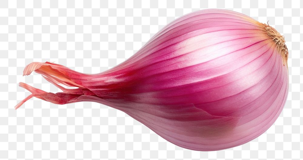PNG  Shallot Shallot shallot vegetable onion. AI generated Image by rawpixel.