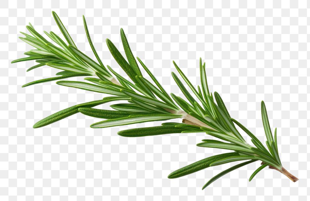 PNG  Rosemary plant herbs leaf