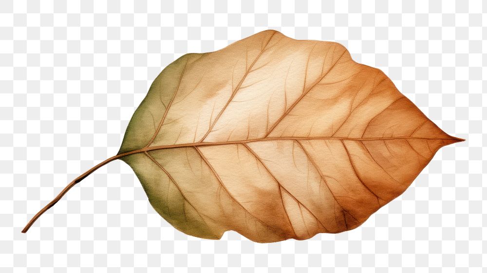 PNG Leaf plant tree white background. AI generated Image by rawpixel.