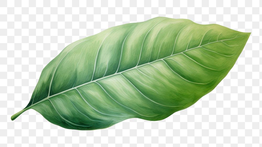 PNG Leaf plant white background xanthosoma. AI generated Image by rawpixel.