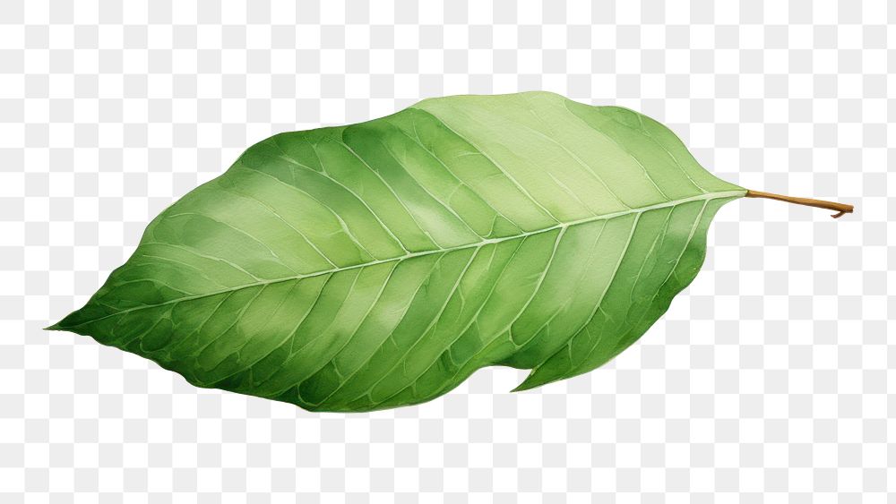 PNG Leaf plant white background freshness. 