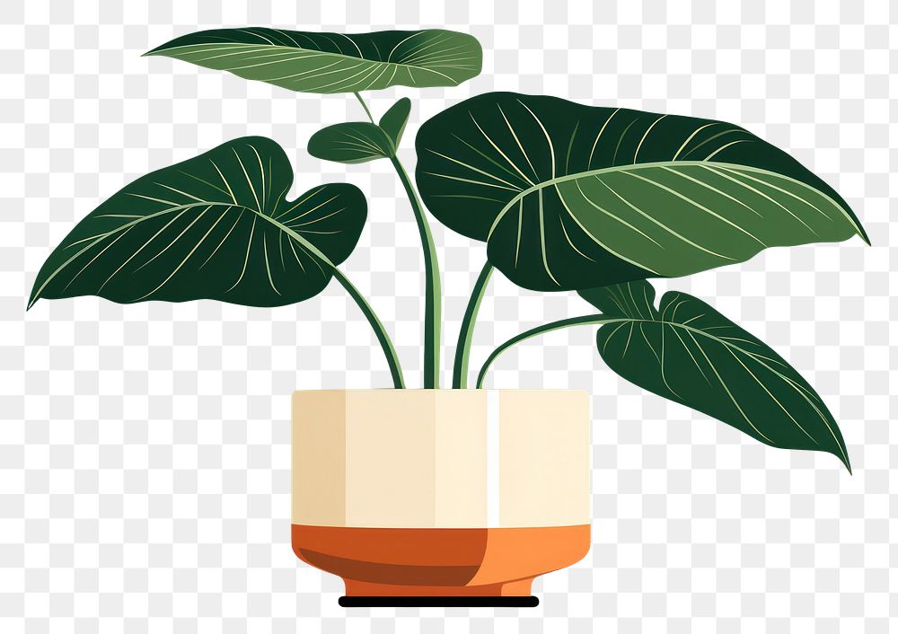PNG Alocasia longiloba pottery plant vase. AI generated Image by rawpixel.