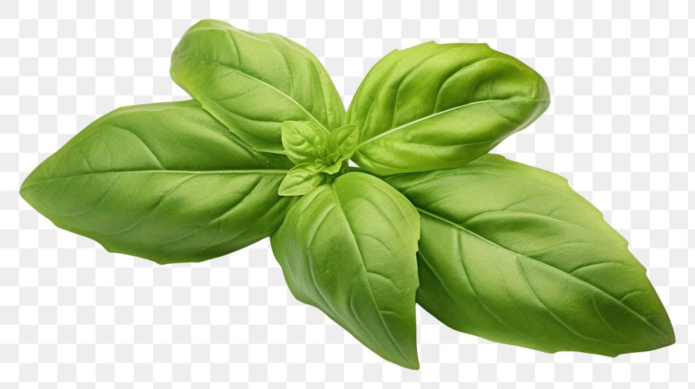 PNG Fresh organic basil leave plant herbs food. AI generated Image by rawpixel.