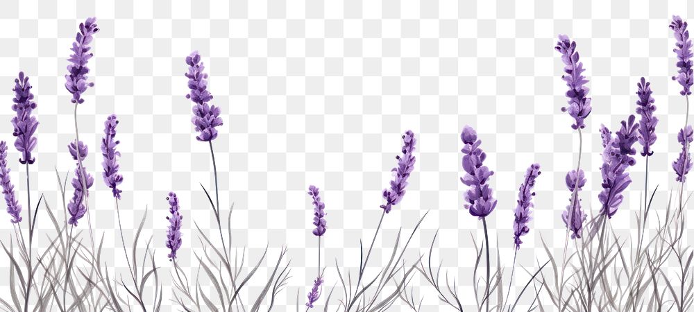 PNG Lavender backgrounds flower plant. 