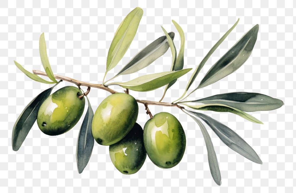 PNG Olive plant leaf food