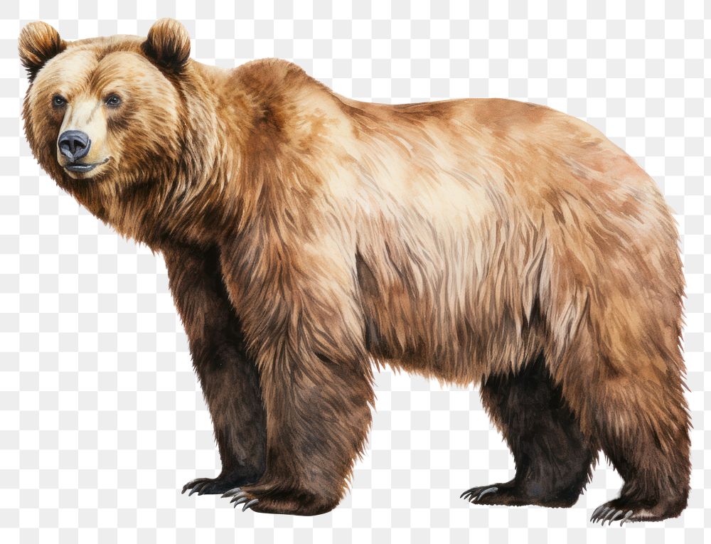 PNG California bear wildlife mammal animal. 