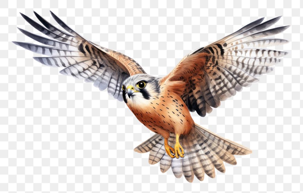 PNG Watercolor flying kestral buzzard animal bird. AI generated Image by rawpixel.