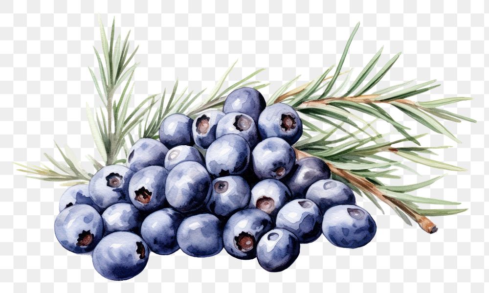 PNG Watercolor juniper berries blueberry fruit plant. AI generated Image by rawpixel.