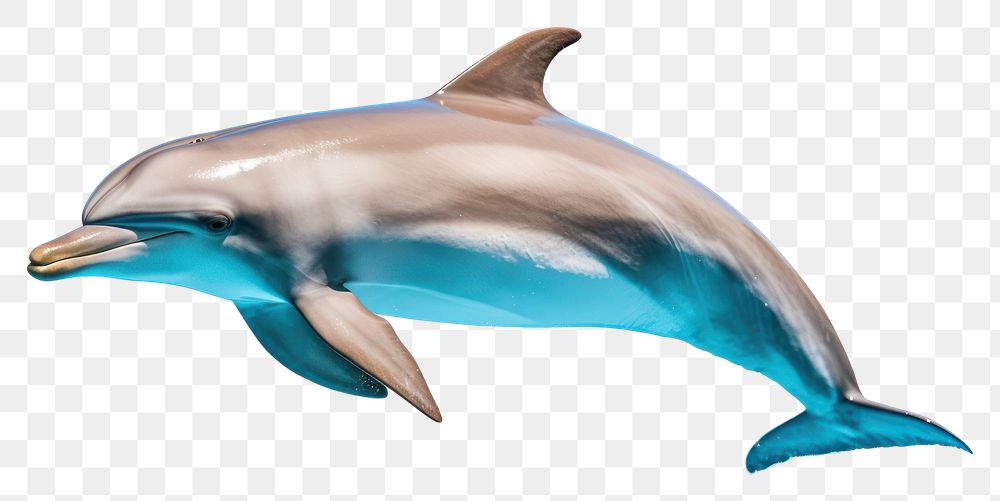 PNG Dolphin swimming animal mammal. AI generated Image by rawpixel.