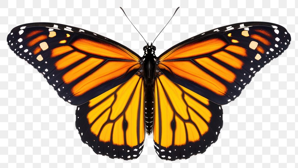 PNG A monarch butterfly animal insect invertebrate. 