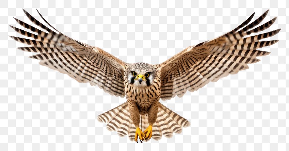 PNG Flying kestral buzzard animal bird. AI generated Image by rawpixel.
